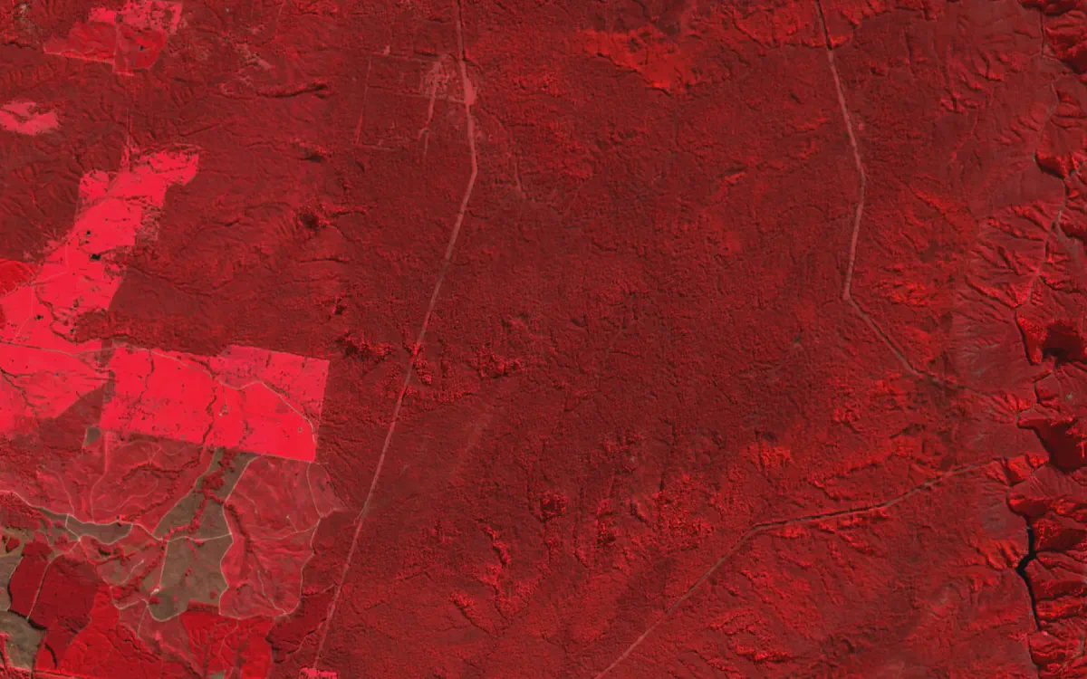 Straight transmission easements cutting through forest in colour infrared, with cleared plantation blocks to the west